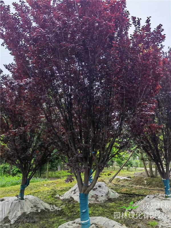 四川省-成都市-2021年紫叶李价格怎么样？