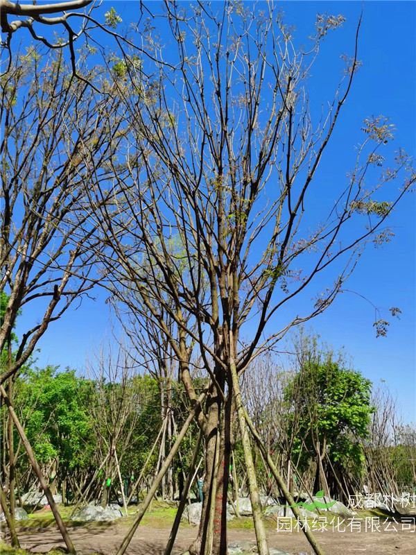 成都市-成都朴树园林苗木基地直销的20-50公分黄连木价格详情
