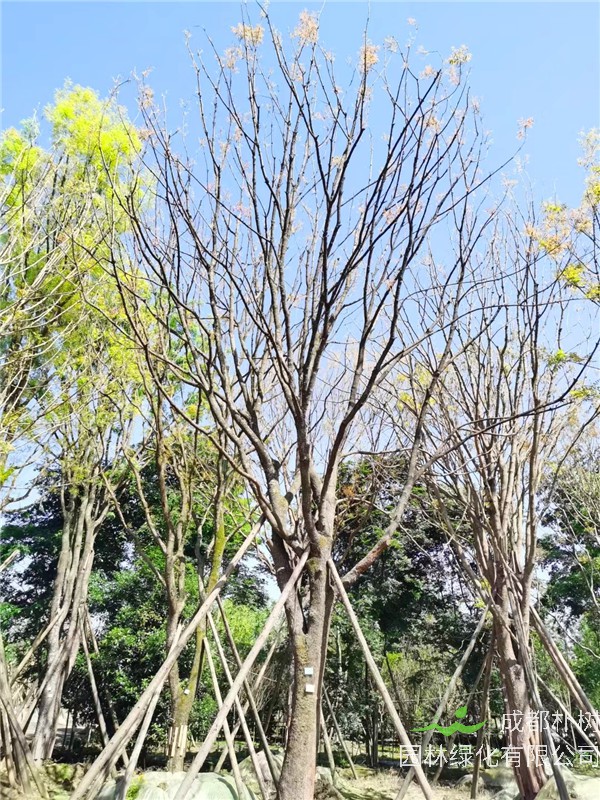 成都市-成都朴树园林苗木基地直销的20-50公分黄连木价格详情