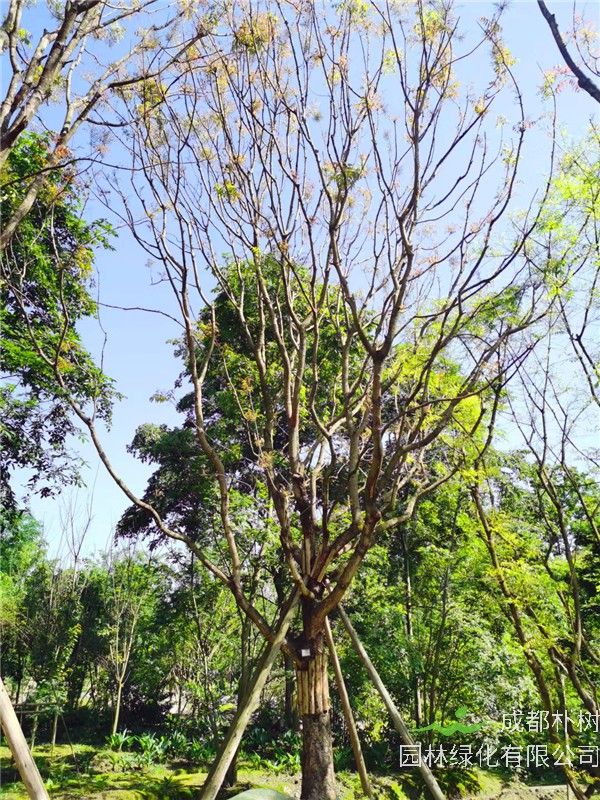 成都市-成都朴树园林苗木基地直销的20-50公分黄连木价格详情