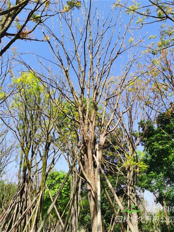 成都市-成都朴树园林苗木基地直销的20-50公分黄连木价格详情