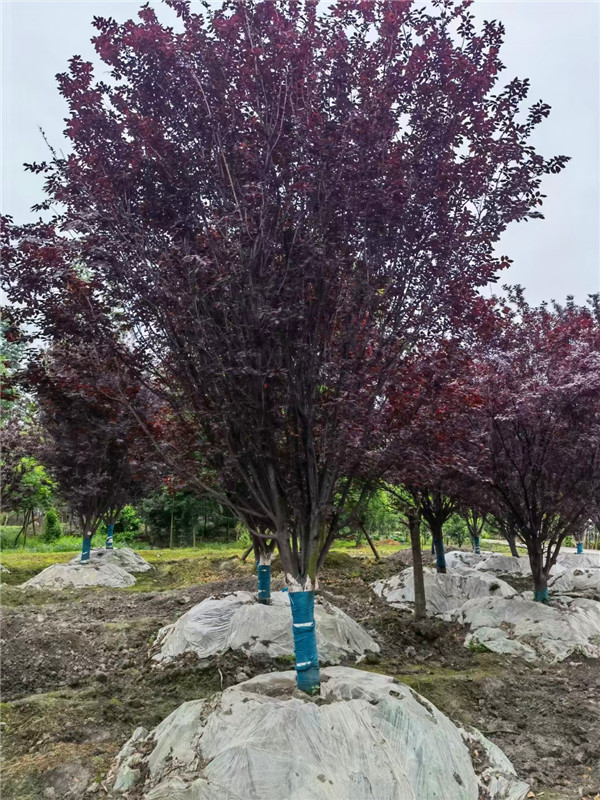 四川省-成都市-2021年紫叶李价格怎么样？