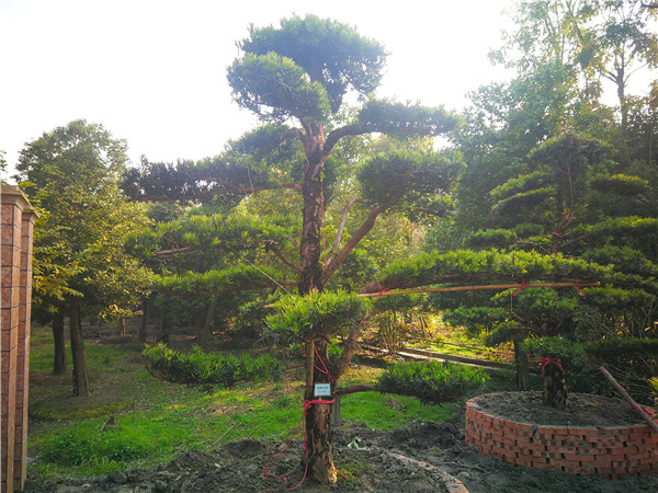 四川省-成都市-成都朴树园林苗木基地直销的13-26公分罗汉松价格怎么样？