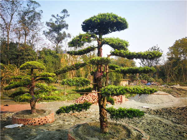 成都市-温江区苗木基地直销的18公分罗汉松价格有什么变化吗？