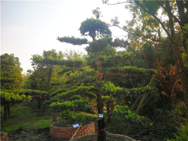 2021年成都市-郫都区苗木基地直销的21公分精品罗汉松价格有没有什么变化？