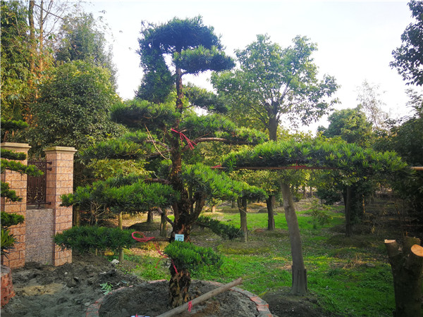 成都市-温江区苗木基地直销的23公分罗汉松价格