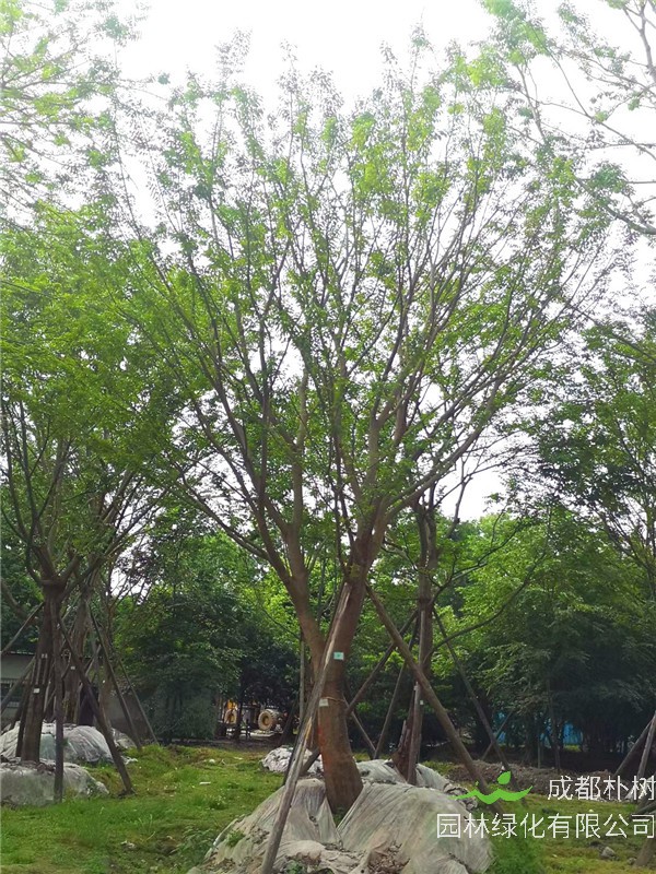 18-26公分朴树多少钱，18-26公分朴树哪里有卖？