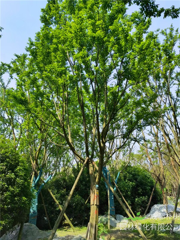 2021年四川省-成都市37-46公分朴树多少钱？