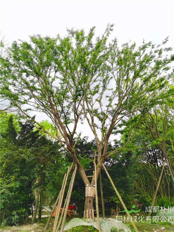 四川省-成都市-成都朴树园林苗木基地直销的47-56公分精品朴树价格怎么样？