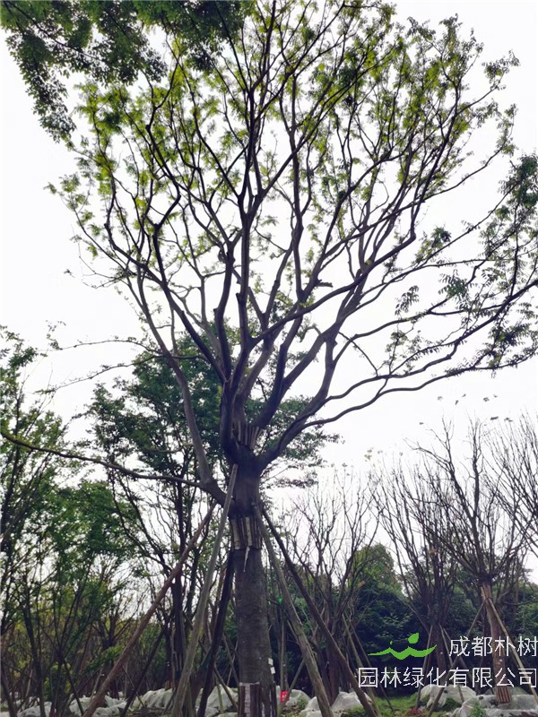 四川省-成都市-成都朴树园林苗木基地直销的47-56公分精品朴树价格怎么样？