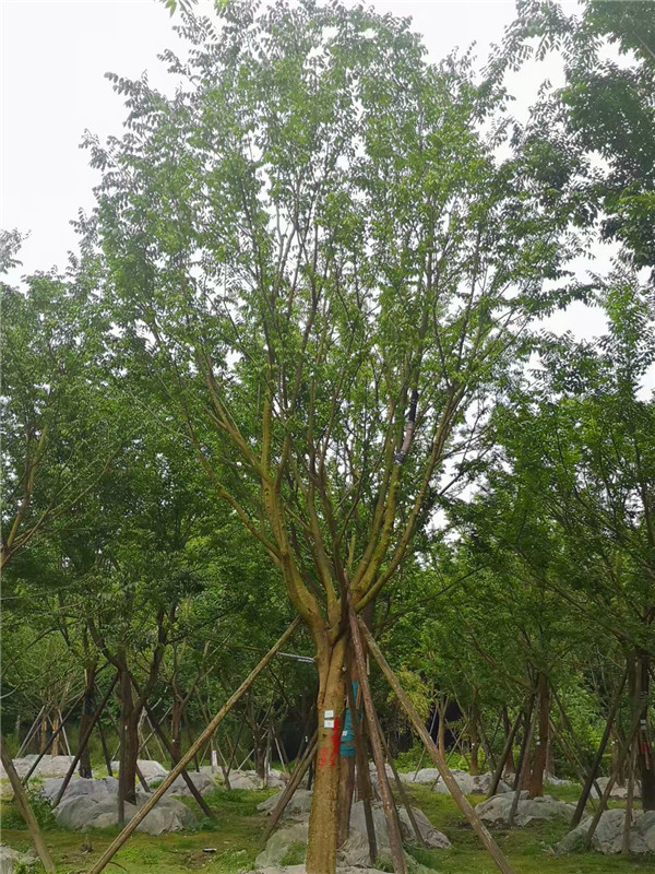 27-36公分朴树哪里有卖？价格怎么样？