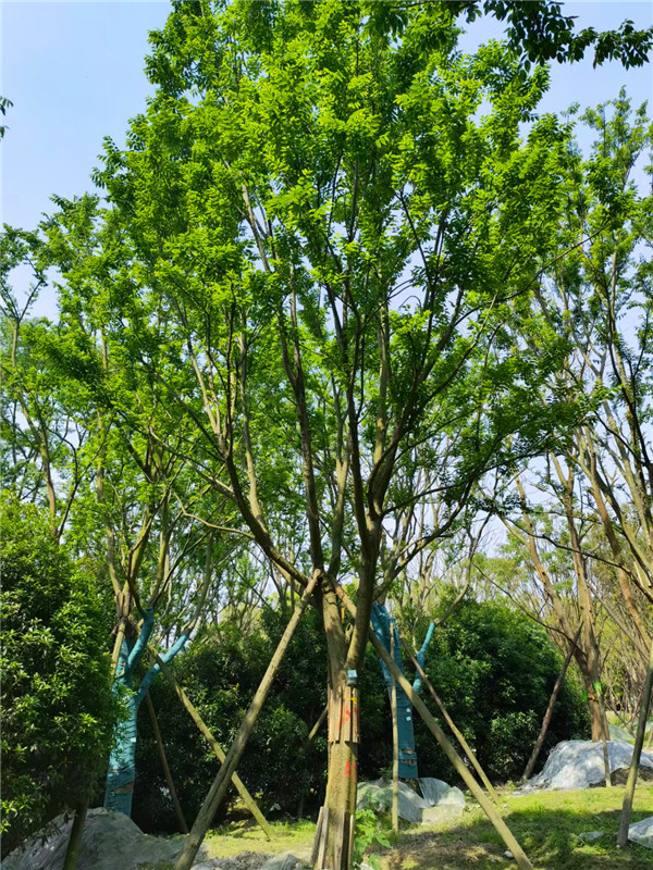 2021年四川省-成都市37-46公分朴树多少钱？