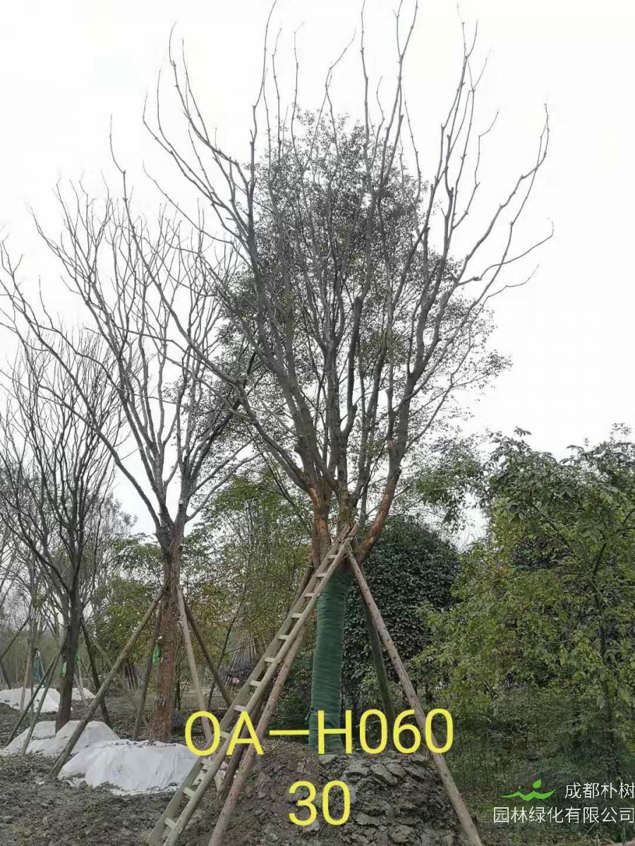 四川省-成都市20-30公分黄连木价格怎么样？