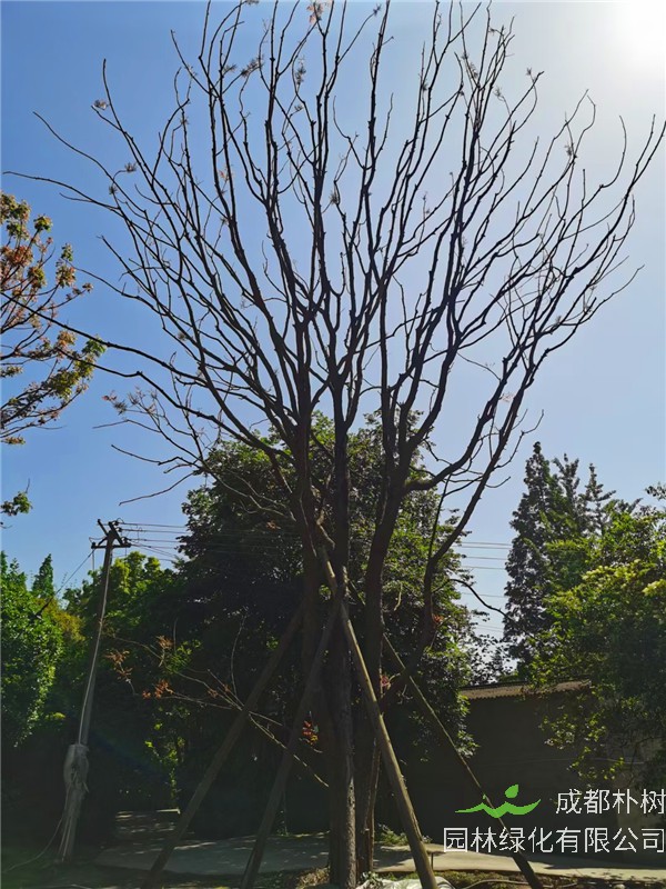 成都市-温江区苗木基地直销的32-40公分黄连木多少钱？