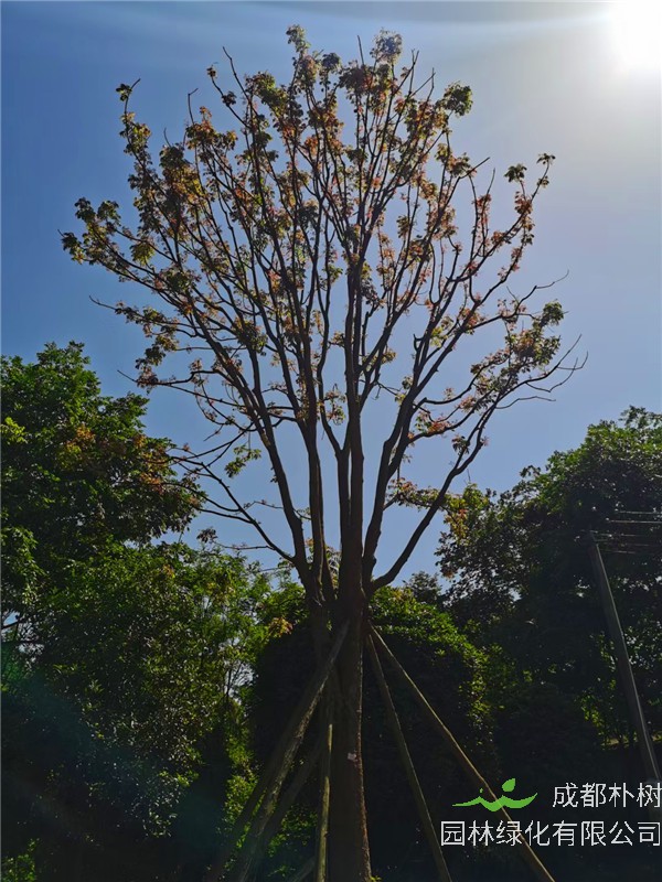 成都市-成都苗木基地直销的41-50公分黄连木-价格详情