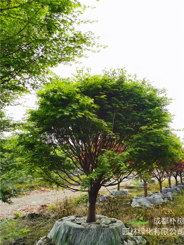 四川省-成都市-成都苗木基地直销的10-15公分鸡爪槭-价格多少？