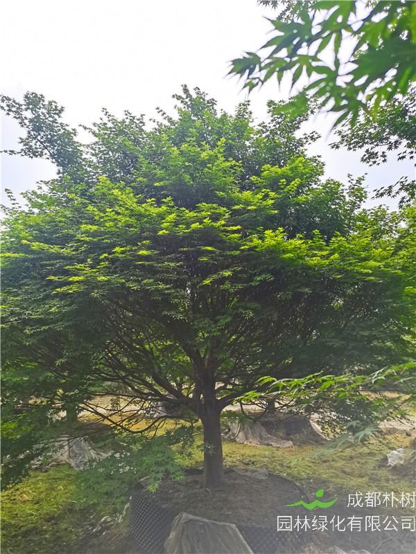 2021年成都市-温江区苗木基地直销的16-20公分鸡爪槭多少钱？效益怎么样？