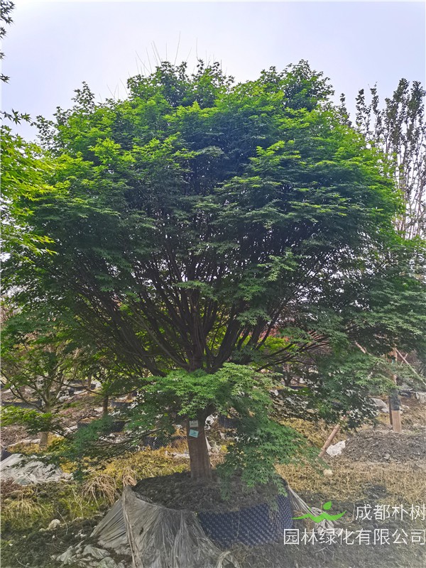 2021年成都市-温江区苗木基地直销的16-20公分鸡爪槭多少钱？效益怎么样？