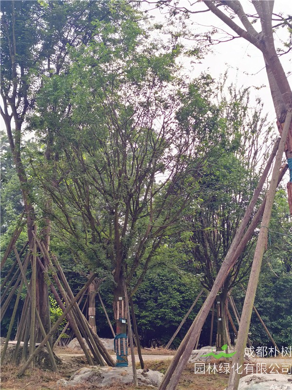 2021年四川省21-28公分皂角树多少钱？绿化效益怎么样？