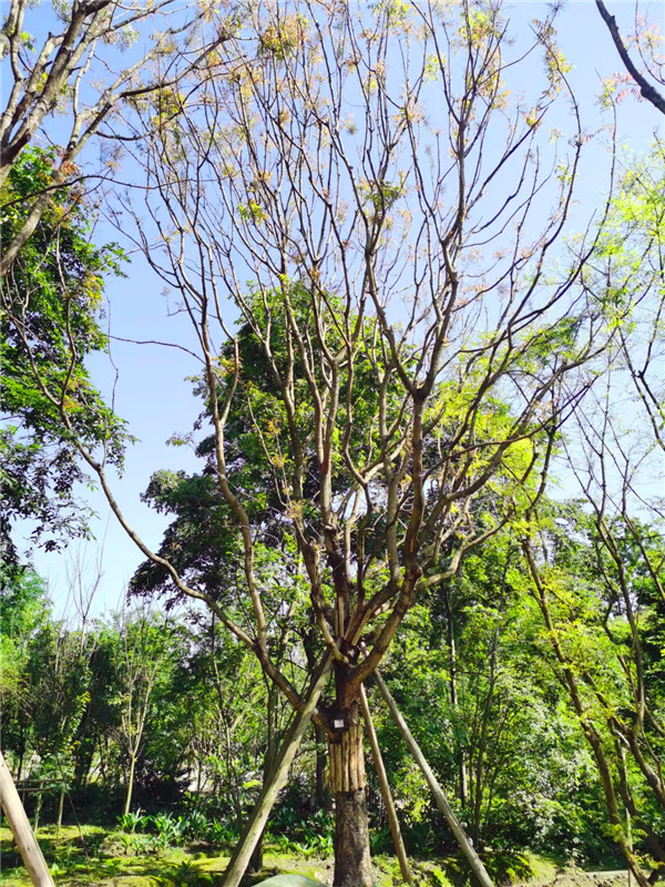 四川省-成都市20-30公分黄连木价格怎么样？