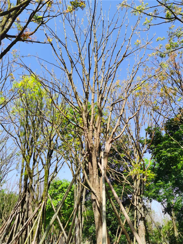 成都市-成都苗木基地直销的41-50公分黄连木-价格详情