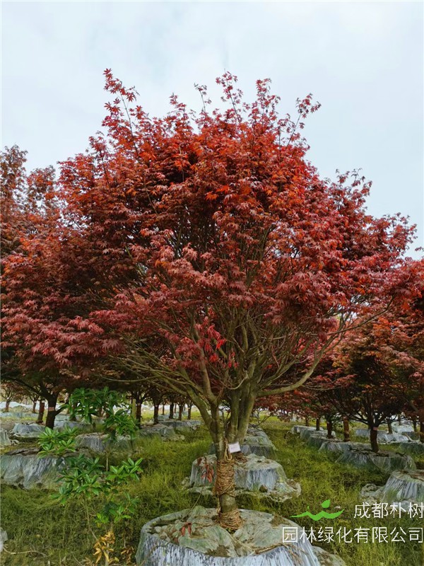 2021年15-17公分红枫多少钱？哪些地方有卖？
