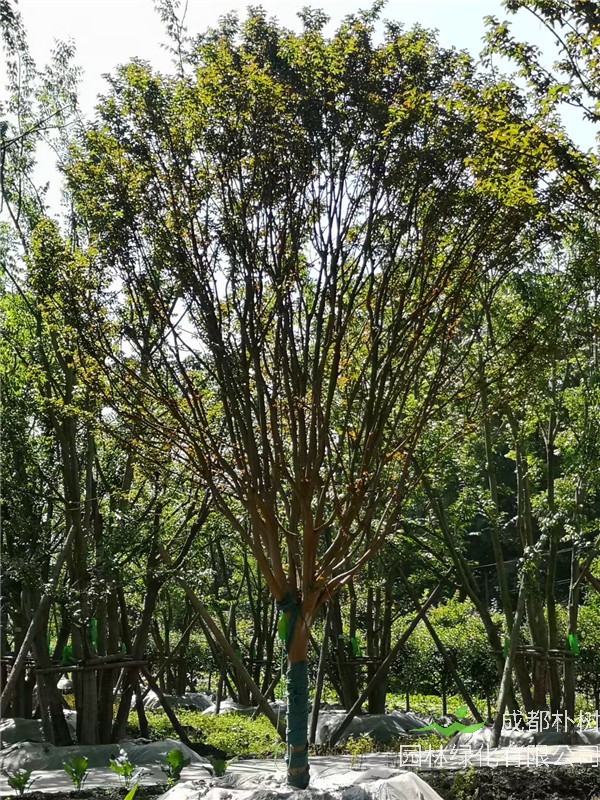 四川省-成都市2021年12-15公分紫薇卖多少钱？