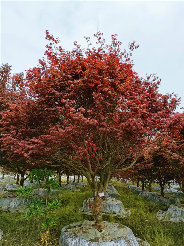 2021年15-17公分红枫多少钱？哪些地方有卖？