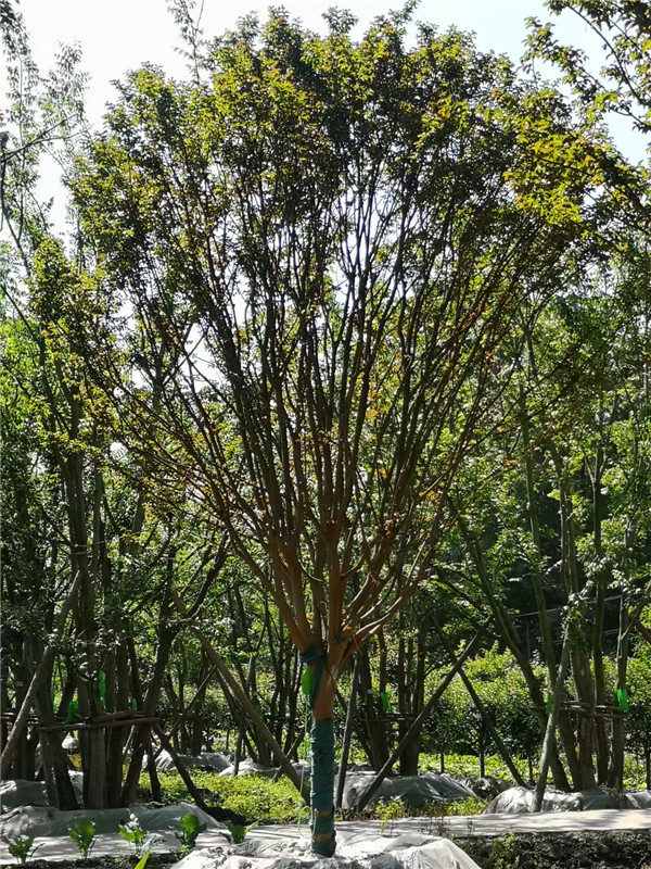 四川省-成都市2021年12-15公分紫薇卖多少钱？