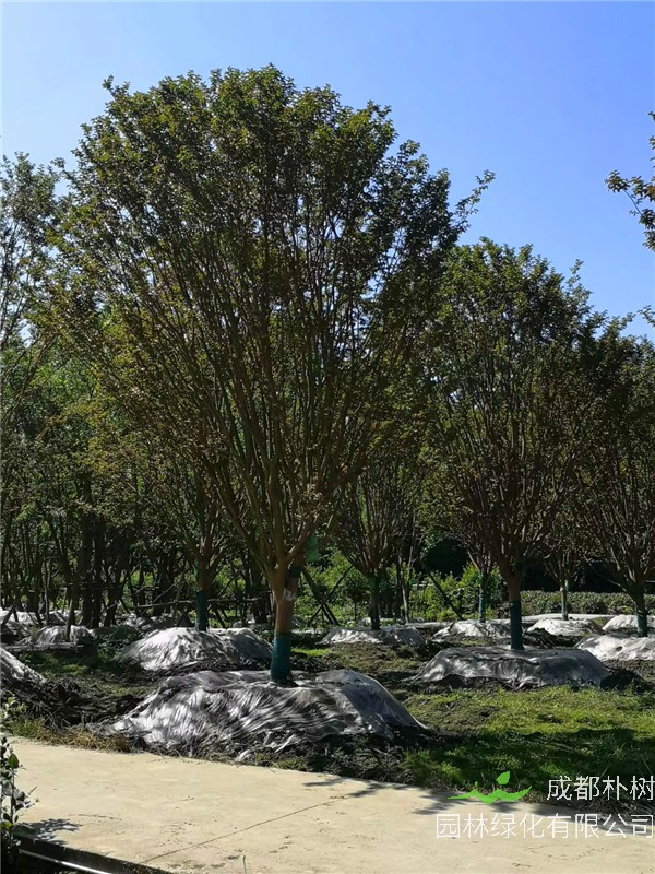 四川省-成都市-成都苗木基地直销的16-21公分精品紫薇-价格如何？