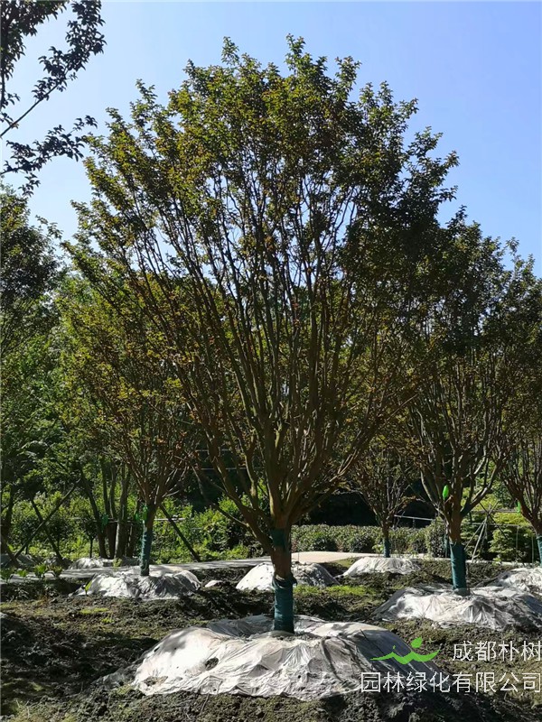 四川省-成都市-成都苗木基地直销的16-21公分精品紫薇-价格如何？