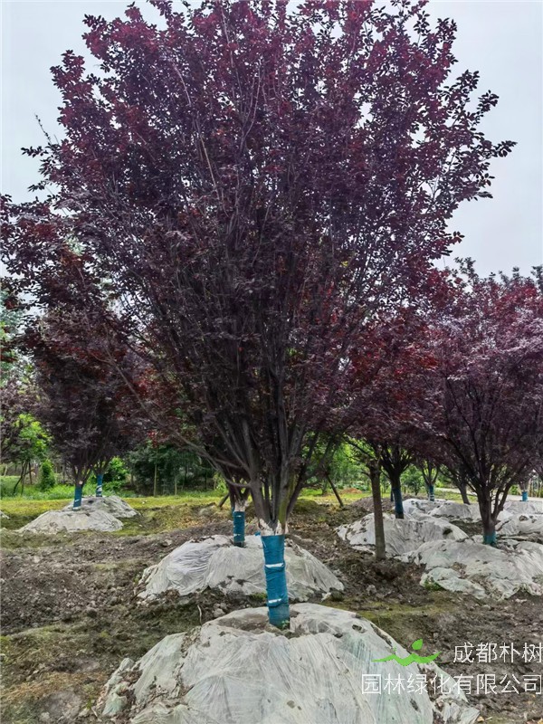2021年成都市-郫都区-郫都区苗木基地直销的D14-19公分的精品紫叶李-价格怎么样？
