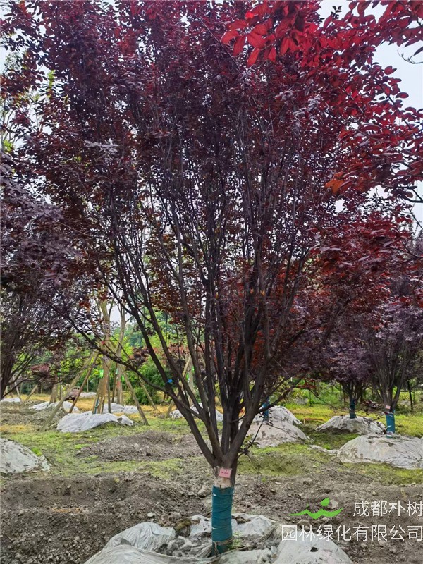 2021年成都市-郫都区-郫都区苗木基地直销的D14-19公分的精品紫叶李-价格怎么样？