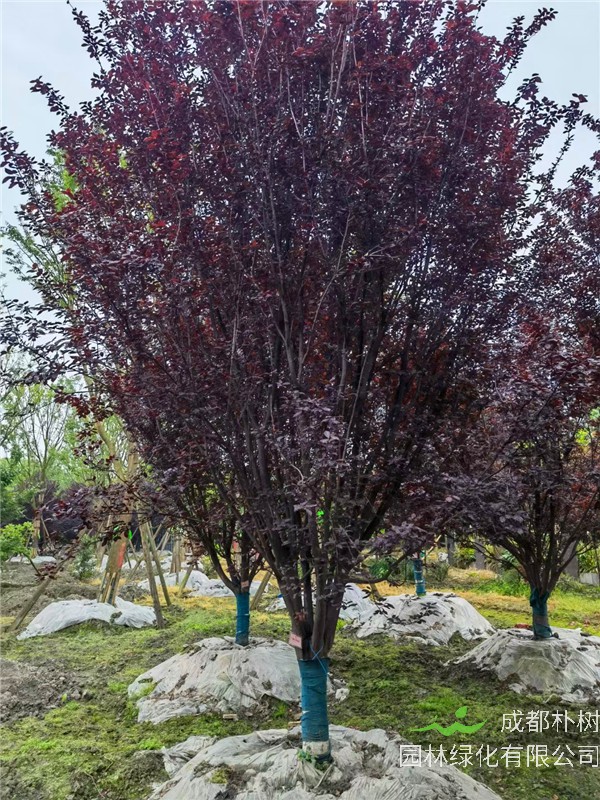 2021年D20-26公分紫叶李在四川省-成都市-成都苗木基地价格怎么样？
