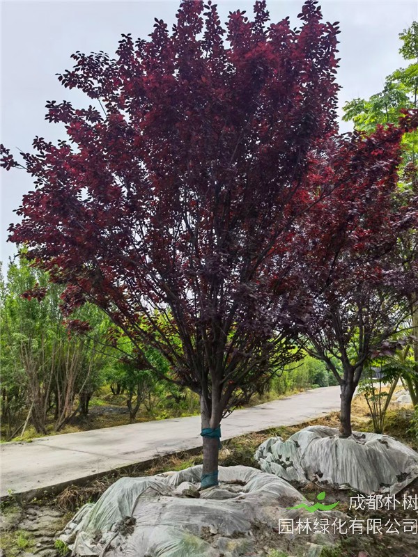2021年D20-26公分紫叶李在四川省-成都市-成都苗木基地价格怎么样？
