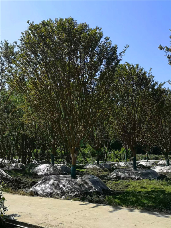 四川省-成都市-成都苗木基地直销的16-21公分精品紫薇-价格如何？