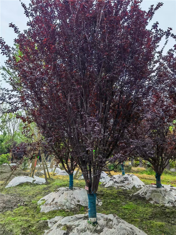 2021年D20-26公分紫叶李在四川省-成都市-成都苗木基地价格怎么样？