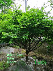 成都市鸡爪槭低价批发【苗圃栽植基地直销】10公分价格1350元