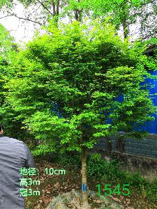 成都市鸡爪槭低价批发【苗圃栽植基地直销】10公分价格1350元