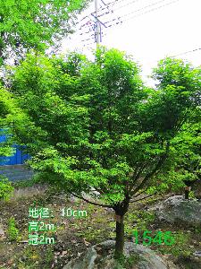 成都市鸡爪槭低价批发【苗圃栽植基地直销】10公分价格1350元