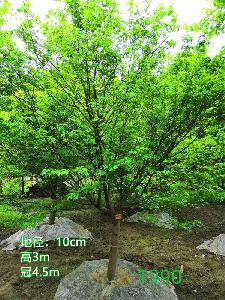 成都市鸡爪槭低价批发【苗圃栽植基地直销】10公分价格1350元