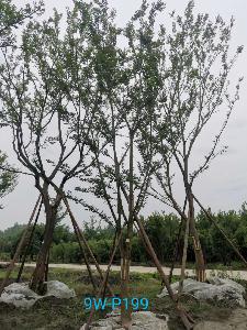 郫县朴树苗圃栽植基地【直销更多规格】19公分朴树低价批发