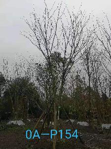 成都市-郫都区苗木基地直销18-19公分树形优美-树冠圆满宽广的精品朴树