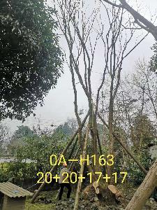 四川省-南充市苗木基地直销72-74公分树形优美-树姿端庄的精品丛生黄连木