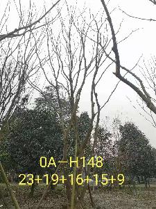 四川省-攀枝花市苗木基地直销82-88公生长旺盛-姿态优美的精品丛生黄连木