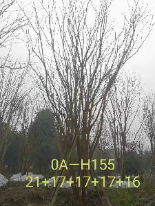 四川省-攀枝花市苗木基地直销82-88公生长旺盛-姿态优美的精品丛生黄连木