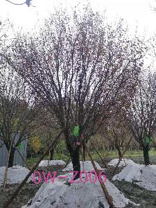 四川省-绵阳市苗木基地直销D24公分枝叶繁密-生长旺盛-品质上乘的精品紫叶李