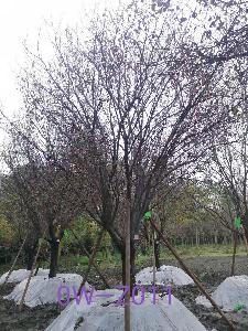 四川省-绵阳市苗木基地直销D24公分枝叶繁密-生长旺盛-品质上乘的精品紫叶李