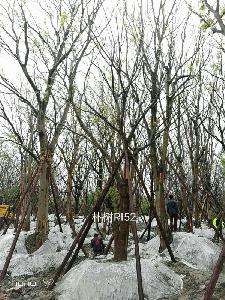 20-24公分朴树-高度7-8.5m-冠幅4.5-6m-价格2400-4500元