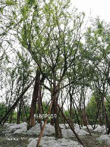 20-24公分朴树-高度7-8.5m-冠幅4.5-6m-价格2400-4500元